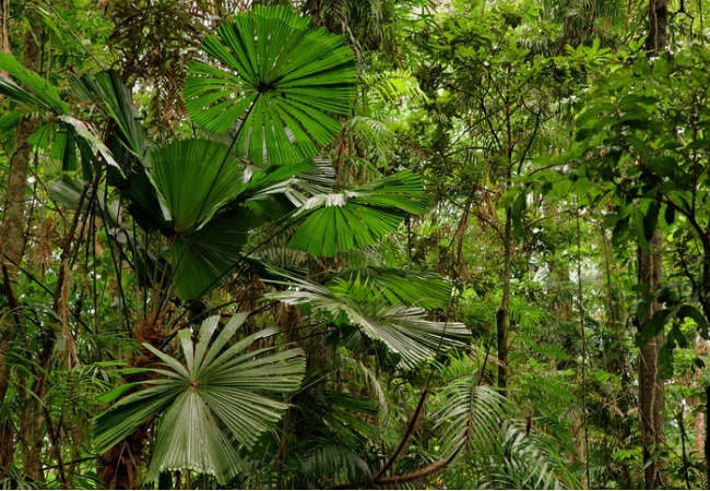 The Daintree Rainforest is an ancient ecosystem. 